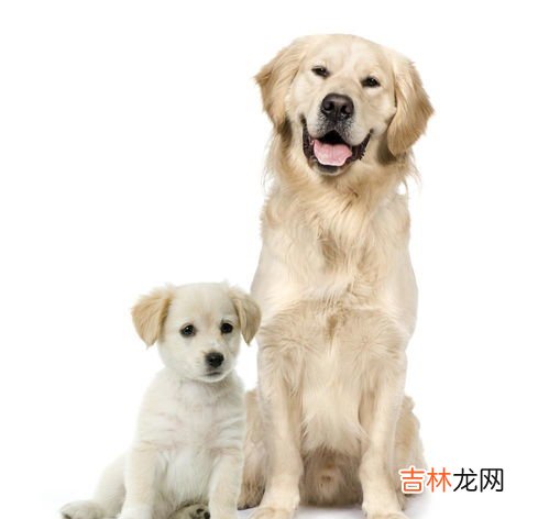 金毛和拉布拉多的区别是什么,拉布拉多和金毛的区别有什么