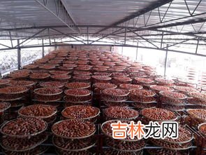 柿子饼用不用洗,柿饼需要洗吗