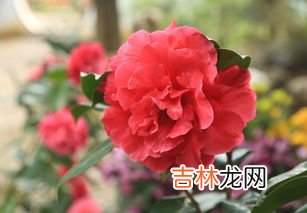 茶花秋季管理注意事项,茶花的养殖方法和注意事项