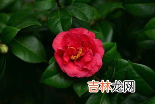 茶花秋季管理注意事项,茶花的养殖方法和注意事项