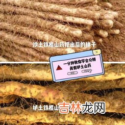 发芽的铁棍山药有毒吗,铁棍山药发芽了能吃吗 发芽的山药能不能吃