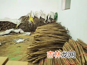 发芽的铁棍山药有毒吗,铁棍山药发芽了能吃吗 发芽的山药能不能吃