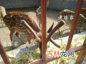 毛冠鹿喜欢玉米秸秆还是植物嫩叶,毛冠鹿爱吃什么玉米秸秆还是各种植物嫩叶?