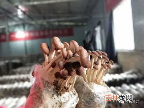 茶树菇产地,我想专门经营野生蘑菇,我国有哪些蘑菇产地呢?