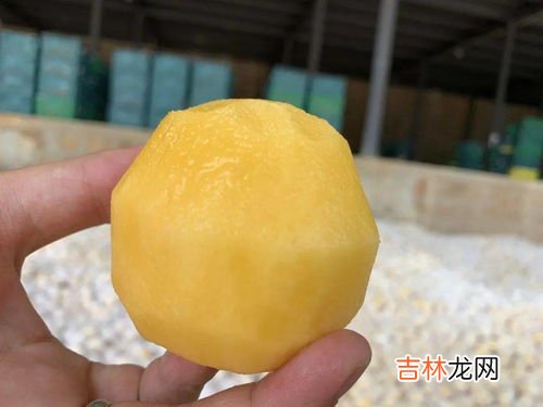 人参果怎么保存,人参果保存方法 人参果放冰箱可以放多久