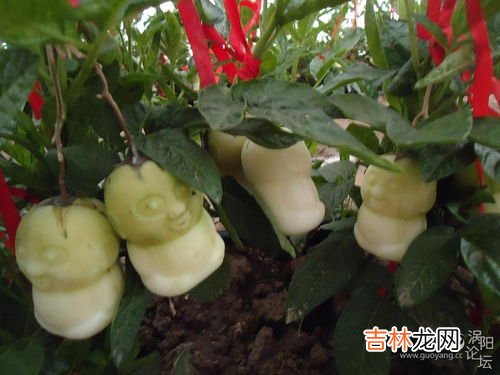 人参果怎么保存,人参果保存方法 人参果放冰箱可以放多久