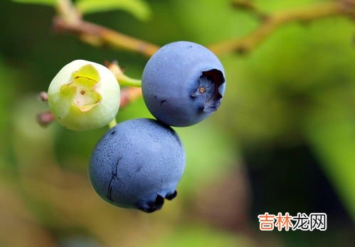 水果上的白霜是什么,提子皮上的白霜是什么?提子皮上有白霜能吃吗