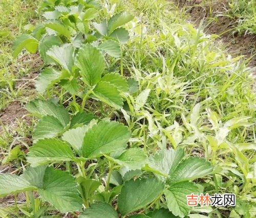 草莓如何压蔓,宁玉草莓苗品种介绍