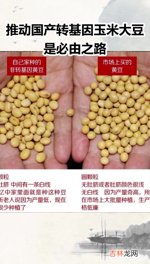 美国转基因玉米品牌排行榜,8个转基因玉米品种