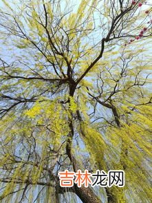 春天是什么季节,春天是什么季节？