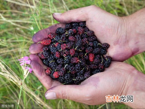 西梅是热性还是凉性,西梅属于凉性还是热性 一天吃几个西梅治便秘
