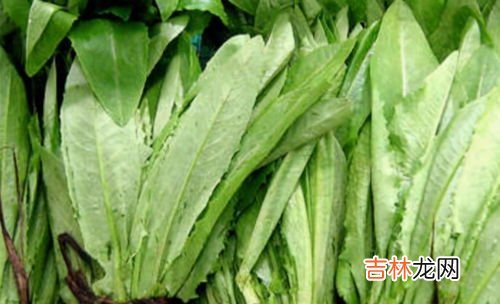 油麦菜发苦是怎么回事,油麦菜苦是怎么回事