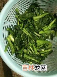 菜心怎么种,南方特产蔬菜菜心种植方法介绍！