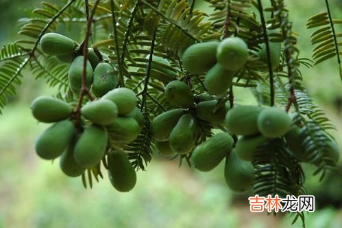 香榧产地,香榧子是什么东西?