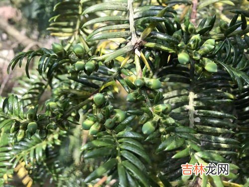 香榧产地,香榧子是什么东西?