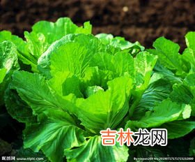 茼蒿是十字花科蔬菜吗,哪些不是属于十字花科蔬菜