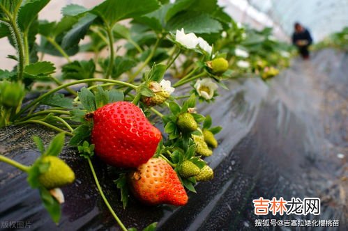 草莓各个时期的施肥方案,草莓如何施肥?什么时候施肥?