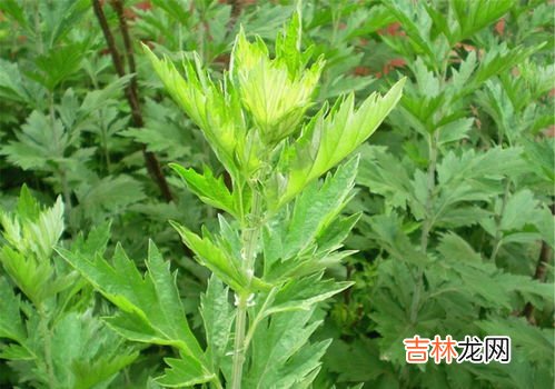 艾叶泡脚有什么好处,艾叶泡脚的好处与功效是什么 原来好处这么多