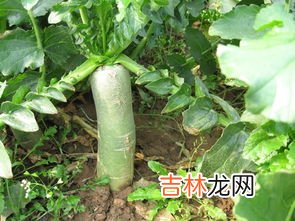 青萝卜发芽了还能吃吗,绿萝卜发芽了还能吃吗
