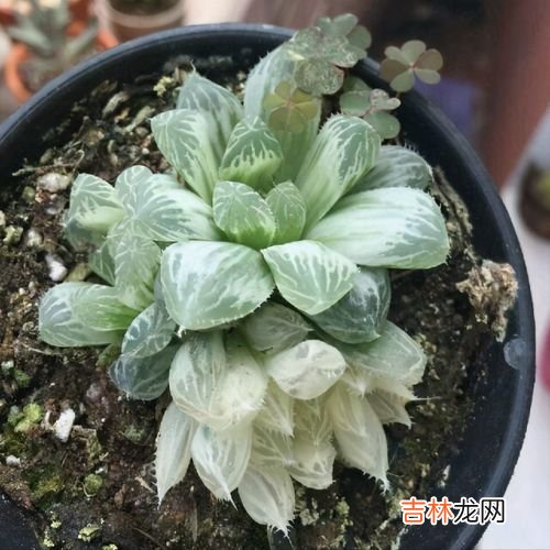 腊八蒜见光还是不见光,腊八蒜需要放在阳光下吗