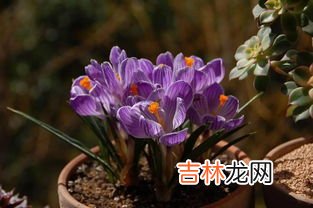 藏红花种植时间和方法,藏红花种植方法与时间