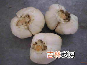 鲜百合怎么保存,鲜百合如何处理和保存