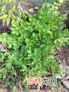 芹菜冻了能吃吗,芹菜冷冻后还能吃吗