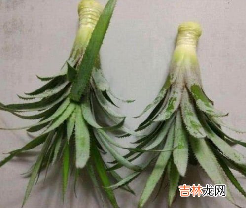 菠萝头怎么养才长得好,菠萝上的头怎么种