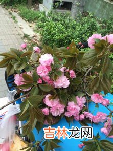 全部 什么花有毒,什么花有毒?