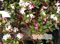 全部 什么花有毒,什么花有毒?