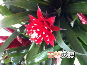 全部 什么花有毒,什么花有毒?