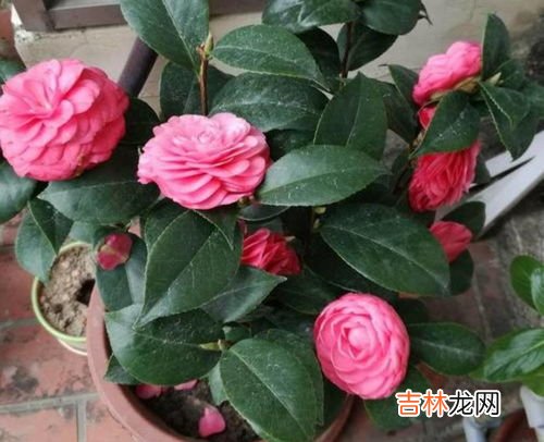 茶花怕冻吗,香妃茶花冬天耐寒吗