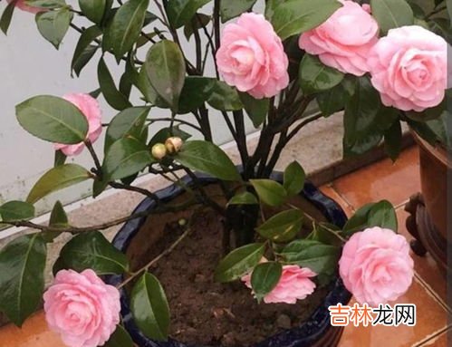 茶花怕冻吗,香妃茶花冬天耐寒吗