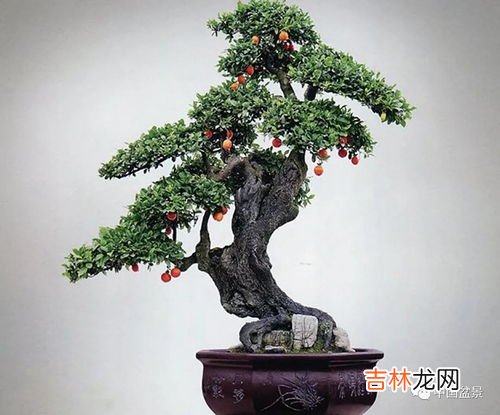 赤楠盆景的养护与管理,小叶赤楠盆景怎么养-养护方法 小叶赤楠盆景养护方法介绍