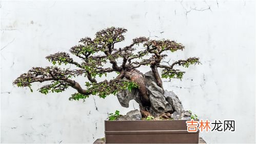 赤楠盆景的养护与管理,小叶赤楠盆景怎么养-养护方法 小叶赤楠盆景养护方法介绍