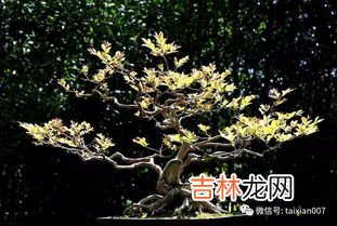 赤楠盆景的养护与管理,小叶赤楠盆景怎么养-养护方法 小叶赤楠盆景养护方法介绍