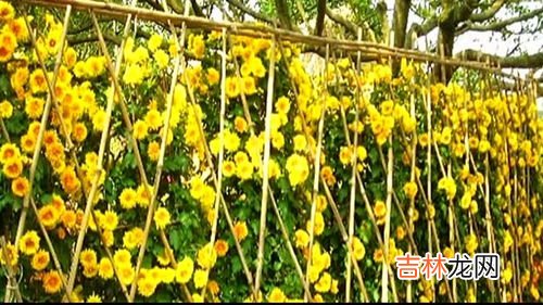 采菊东篱下的下一句是什么,采菊东篱下，后面是什么?