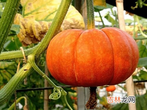 南瓜烂了一点削掉还能吃吗,南瓜坏了去掉坏的部分好的不能吃吗？