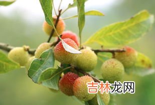 什么节过后挂满了杨梅,关于杨梅的作文五百字