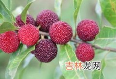 什么节过后挂满了杨梅,关于杨梅的作文五百字