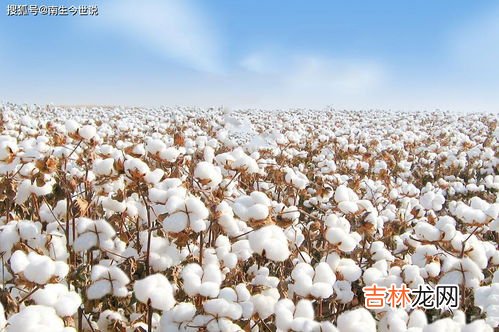 种植棉花和棉纺技术是什么时代才得到推广,中国什么时候开始种棉花的
