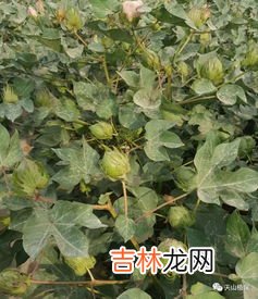 种植棉花和棉纺技术是什么时代才得到推广,中国什么时候开始种棉花的