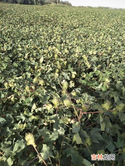 种植棉花和棉纺技术是什么时代才得到推广,中国什么时候开始种棉花的