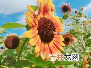 日葵花语是什么,向日葵合适送给什么人,送向日葵代表什么意思?
