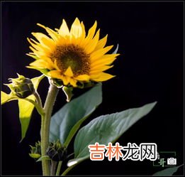日葵花语是什么,向日葵合适送给什么人,送向日葵代表什么意思?
