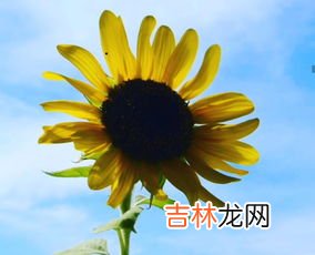 日葵花语是什么,向日葵合适送给什么人,送向日葵代表什么意思?