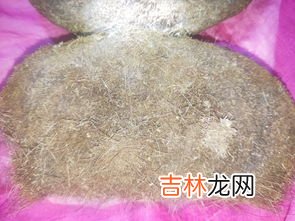 猪宝是什么,猪宝是什么?