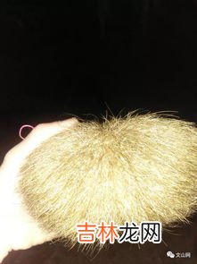 猪宝是什么,猪宝是什么?