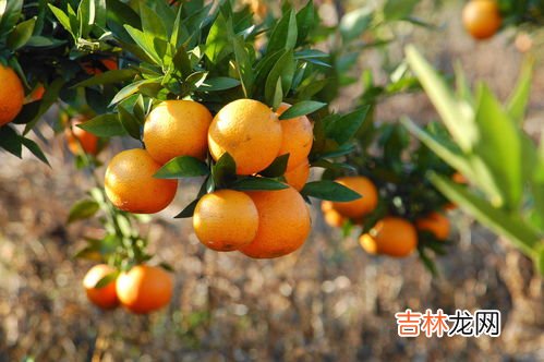 冬天吃什么水果最补肾,吃什么水果补肾