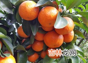沙糖桔怎么保存一个月,沙糖桔保存方法